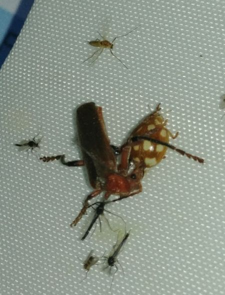 Calvia decemguttata 