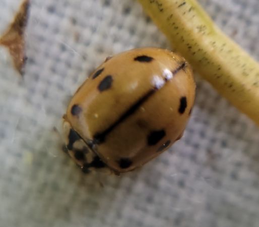 Adalia conglomerata  - Thomas Lux