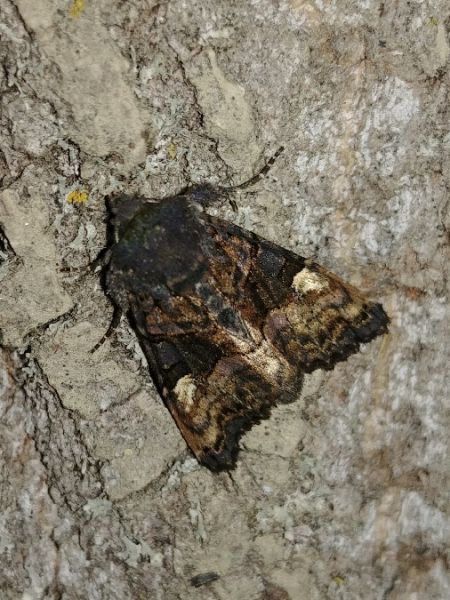 Euplexia lucipara 