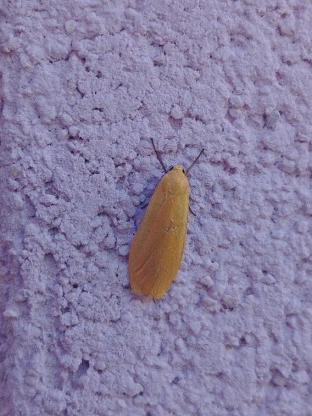 Manteau jaune 