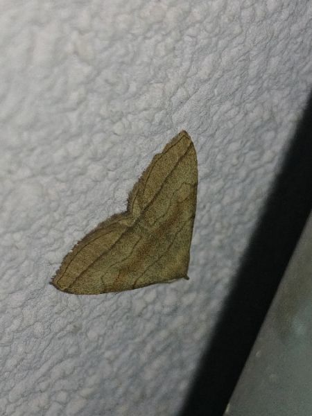 Herminia tarsicrinalis 