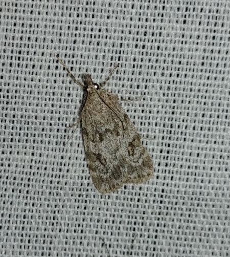 Scoparia basistrigalis 