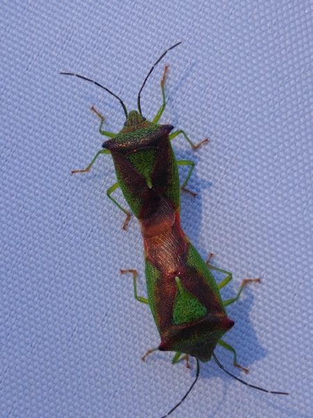 Acanthosoma haemorrhoidale 