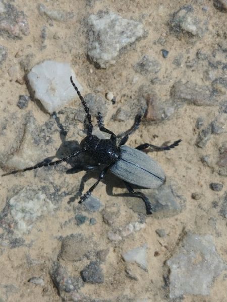 Iberodorcadion fuliginator 