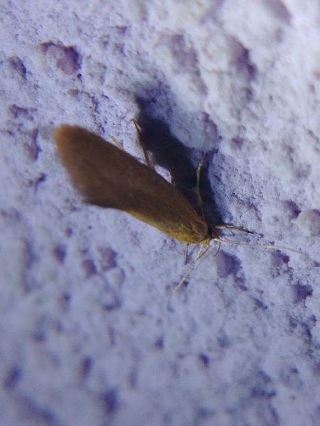 Crassa tinctella 