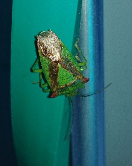 Acanthosoma haemorrhoidale 