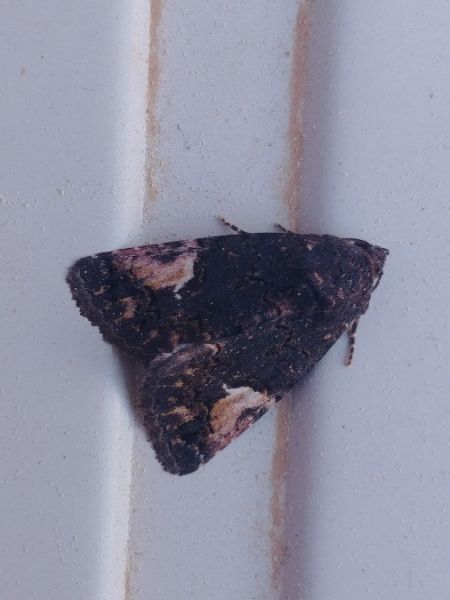 Noctuelle en deuil 