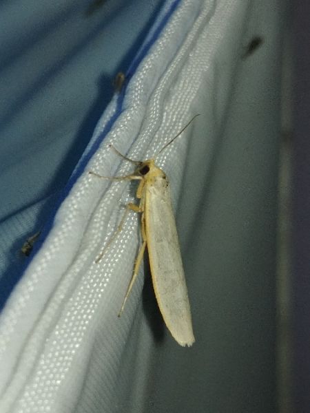 Manteau pâle 