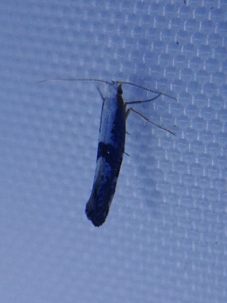 Argyresthia spinosella 