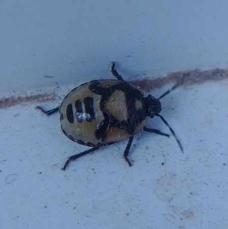 Tritomegas bicolor 