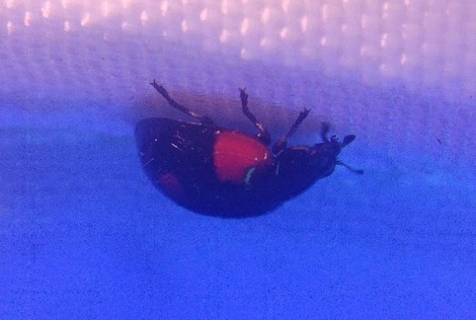 Coccinelle à deux points 