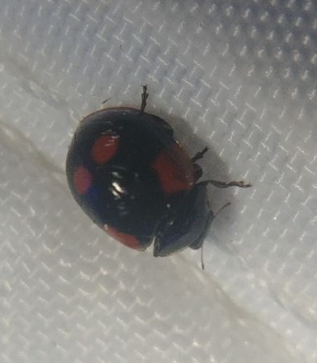 Coccinelle à deux points 