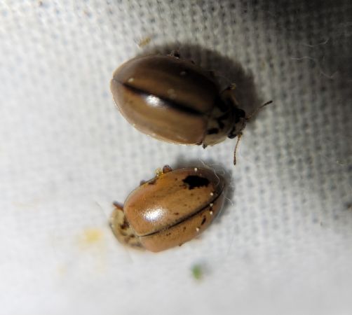 Aphidecta obliterata  - Thomas Lux