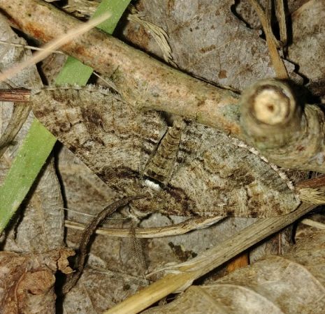 Cleora cinctaria 