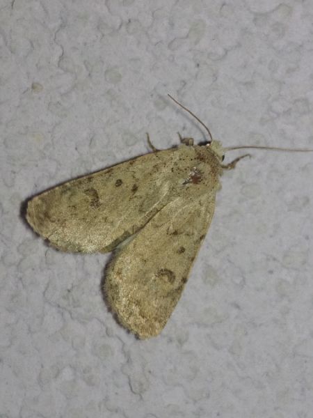 Caradrina clavipalpis 