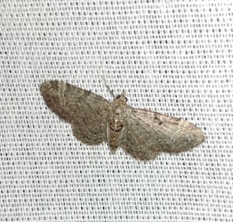 Pasiphila chloerata 