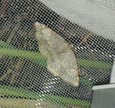 Stegania trimaculata 