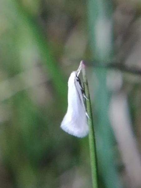 Elachista argentella 