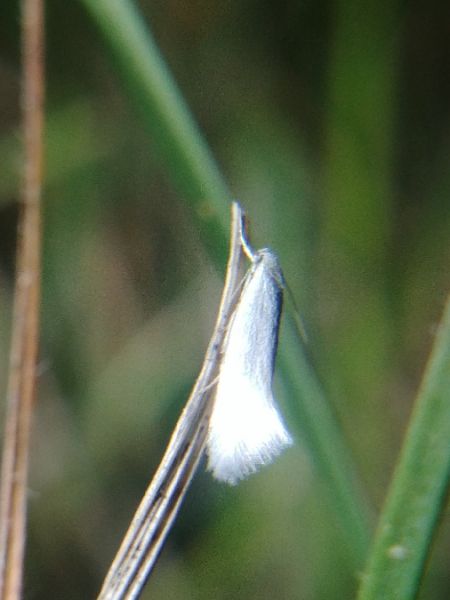 Elachista argentella 