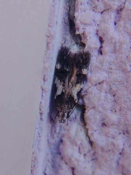 Teleiodes luculella 