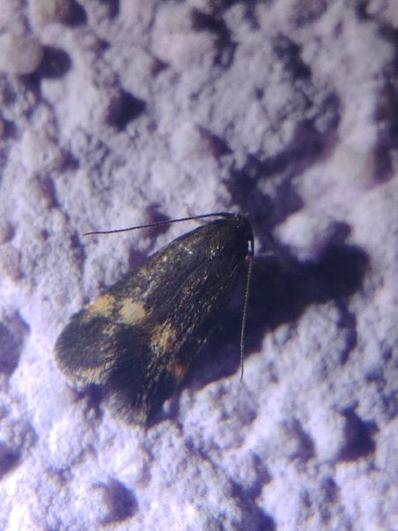 Borkhausenia minutella 