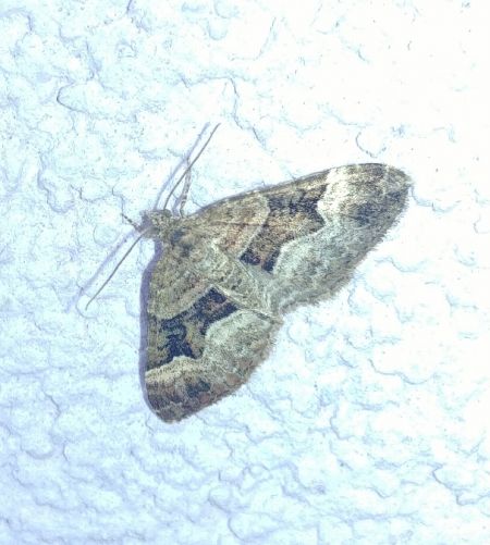 Xanthorhoe ferrugata 