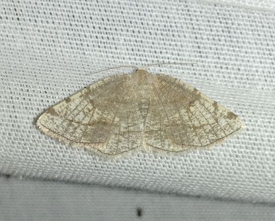 Stegania trimaculata 