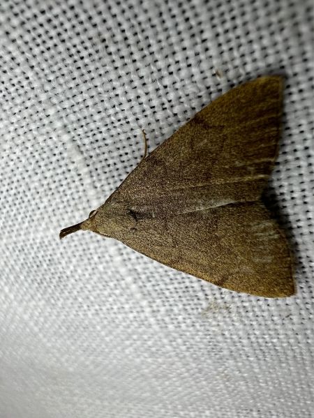 Pechipogo strigilata  - Melchior Viallet