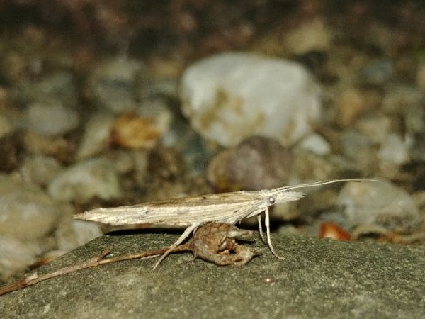 Ypsolopha mucronella 