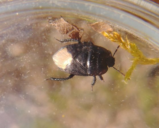 Cydnus aterrimus 