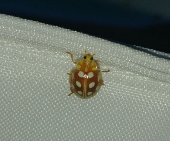 Halyzia sedecimguttata 