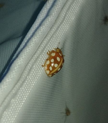 Halyzia sedecimguttata 