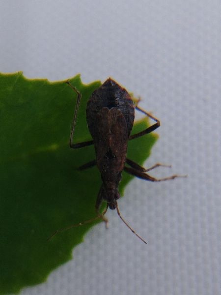 Himacerus mirmicoides 