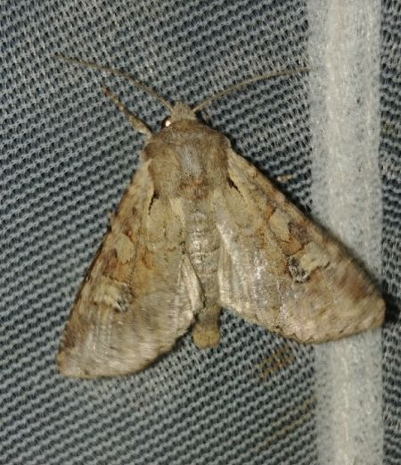 Apamea sordens 
