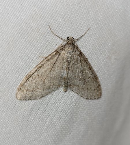 Trichopteryx carpinata  - Thomas Lux