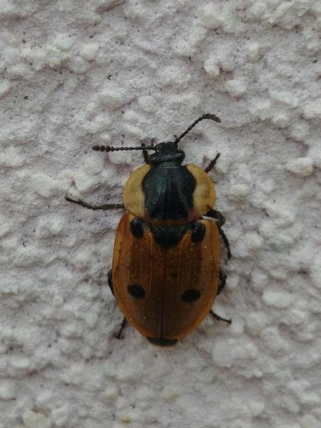 Dendroxena quadrimaculata 