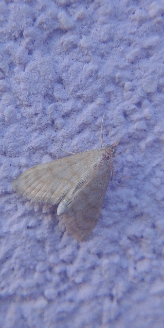 Paracorsia repandalis 