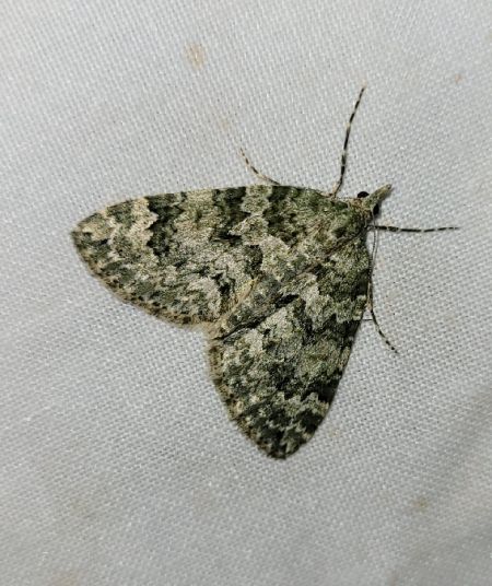 Chloroclysta miata  - Thomas Lux