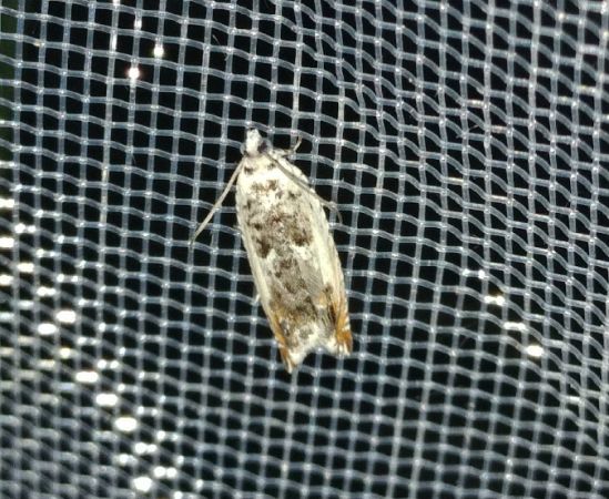 Ancylis laetana 