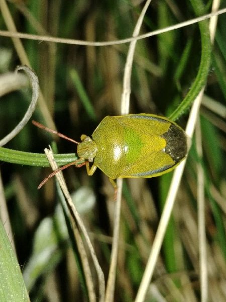 Piezodorus lituratus 