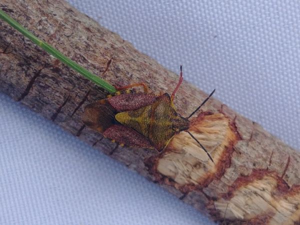 Carpocoris purpureipennis 