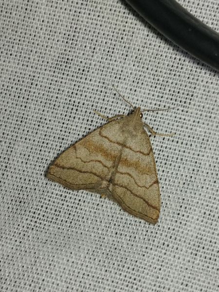 Herminia tarsicrinalis 