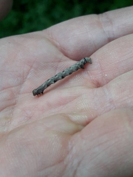 Agriopis sp.  - Sylvain Lethuillier