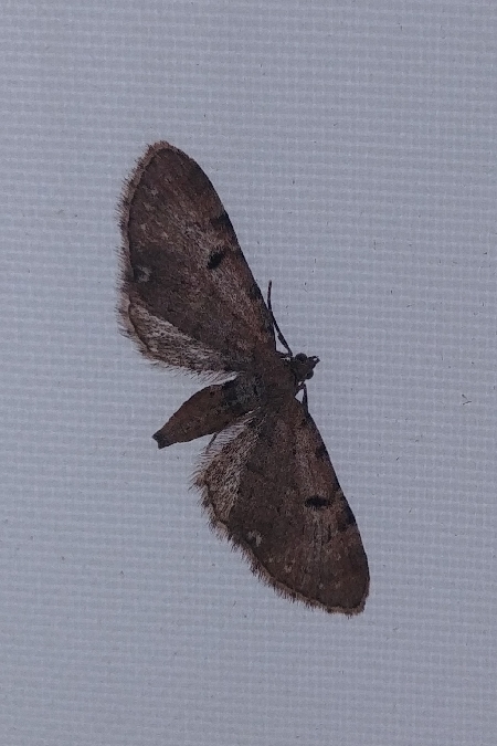 Eupithecia assimilata 