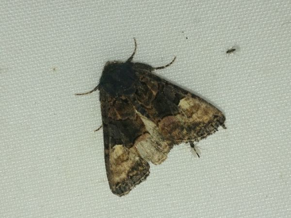 Euplexia lucipara 