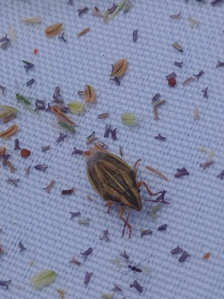 Aelia acuminata 