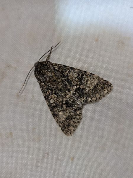 Acronicta megacephala  - Thomas Lux