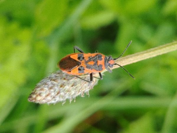 Corizus hyoscyami hyoscyami 