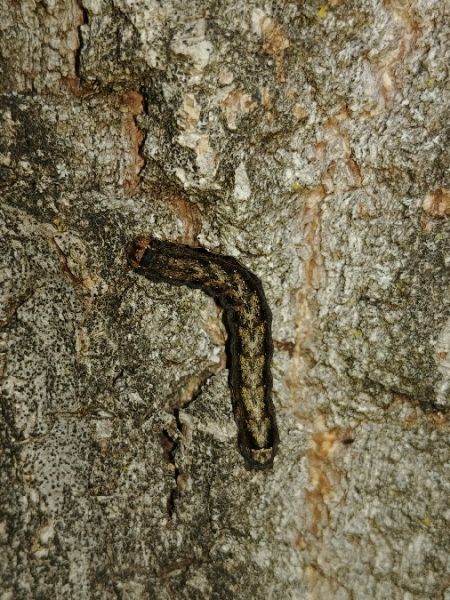 Agrochola circellaris 