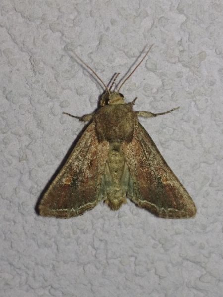 Noctuelle des potagers 